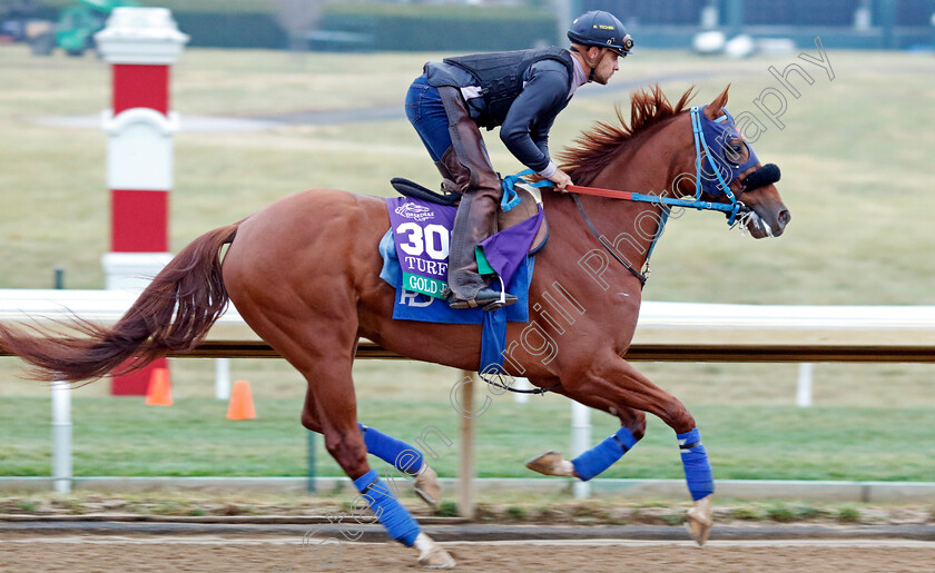 Gold-Phoenix-0001 
 GOLD PHOENIX training for the Breeders' Cup Turf
Keeneland USA 2 Nov 2022 - Pic Steven Cargill / Racingfotos.com