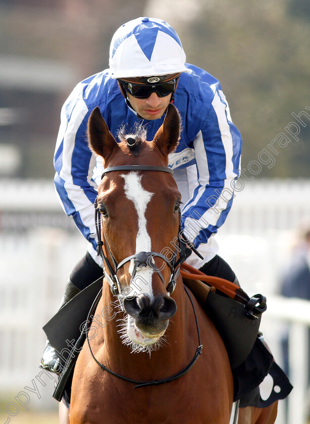 Fox-Chairman-0001 
 FOX CHAIRMAN (Silvestre De Sousa) after The Dubai Duty Free Tennis Championships Maiden Stakes Div1
Newbury 13 Apr 2019 - Pic Steven Cargill / Racingfotos.com