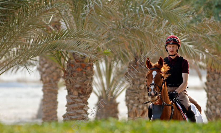 Sovereign-0001 
 SOVEREIGN training for the Bahrain International Trophy
Rashid Equestrian & Horseracing Club, Bahrain, 18 Nov 2020