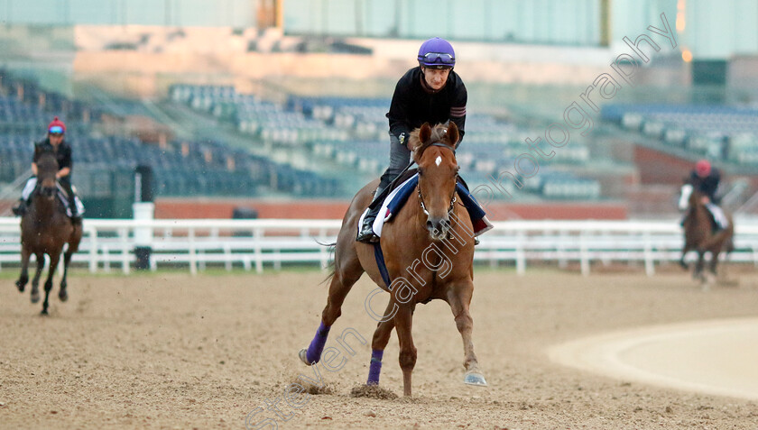 Mostawaa-0002 
 MOSTAWAA (Shane Foley) training at the Dubai Racing Carnival
Meydan 1 Feb 2024 - Pic Steven Cargill / Racingfotos.com