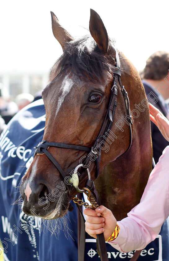 Forever-Together-0016 
 FOREVER TOGETHER after The Investec Oaks
Epsom 1 Jun 2018 - Pic Steven Cargill / Racingfotos.com