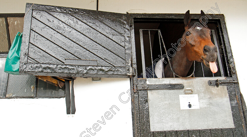 Altior-0007 
 ALTIOR at Nicky Henderson's stable in Lambourn 20 Feb 2018 - Pic Steven Cargill / Racingfotos.com