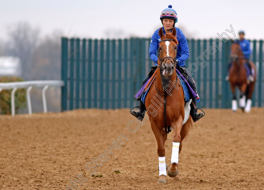 Creative-Force-0001 
 CREATIVE FORCE training for the Breeders' Cup Turf Sprint
Keeneland USA 1 Nov 2022 - Pic Steven Cargill / Racingfotos.com