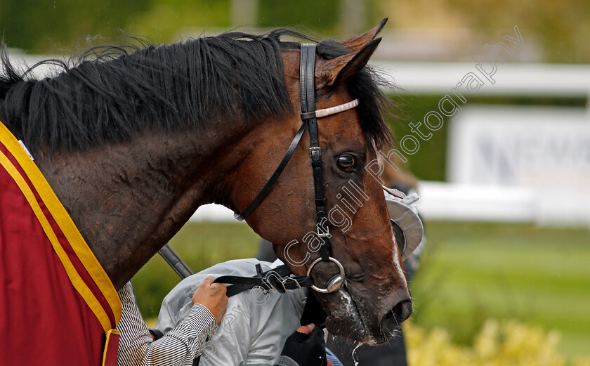 Palace-Pier-0012 
 PALACE PIER (Frankie Dettori) after The Al Shaqab Lockinge Stakes
Newbury 15 May 2021 - Pic Steven Cargill / Racingfotos.com