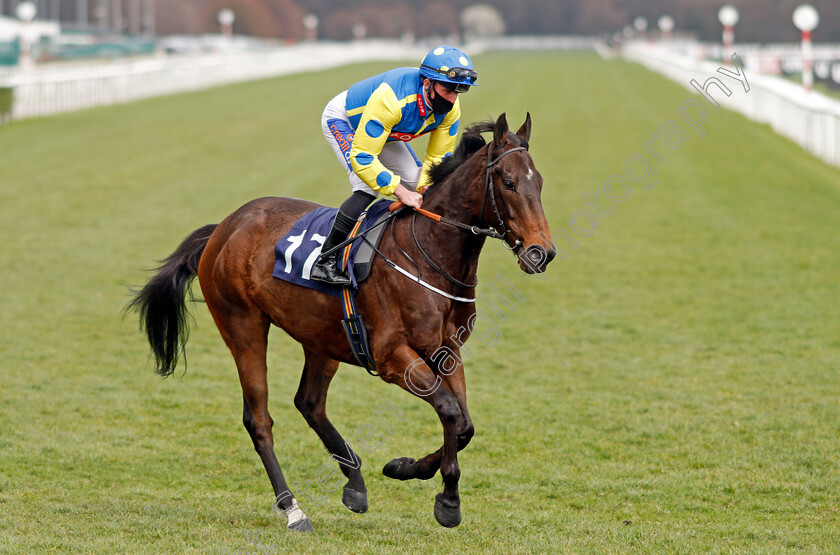 Music-Seeker-0001 
 MUSIC SEEKER (Harrison Shaw)
Doncaster 28 Mar 2021 - Pic Steven Cargill / Racingfotos.com