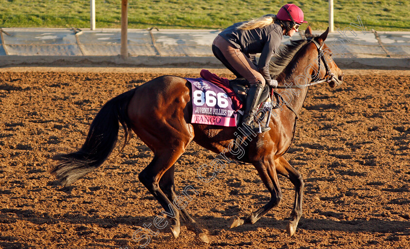 Tango-0001 
 TANGO training for The Breeders' Cup Juvenile Fillies Turf
Santa Anita USA 31 Oct 2019 - Pic Steven Cargill / Racingfotos.com