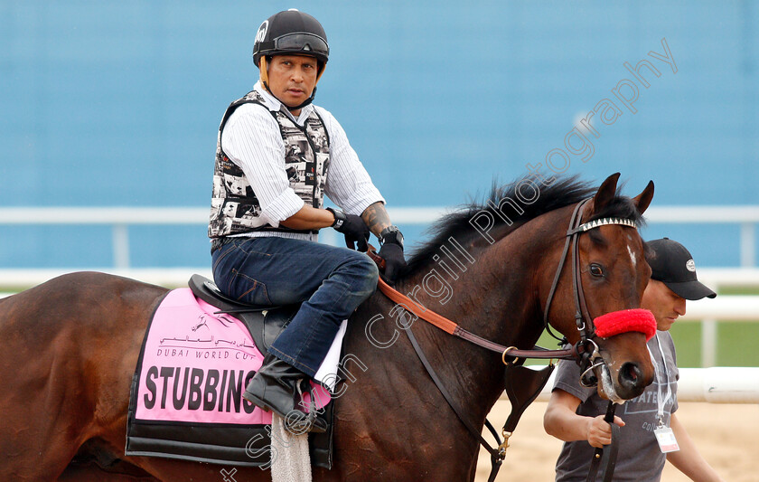 Stubbins-0001 
 STUBBINS training for the UAE Derby
Meydan 27 Mar 2019 - Pic Steven Cargill / Racingfotos.com