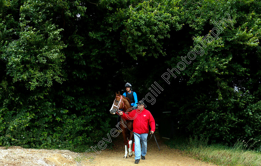 Bucchero-0004 
 American trained BUCCHERO with trainer Tim Glyshaw on his way to the gallops in Newmarket ahead of his Royal Ascot challenge
Newmarket 14 Jun 2018 - Pic Steven Cargill / Racingfotos.com