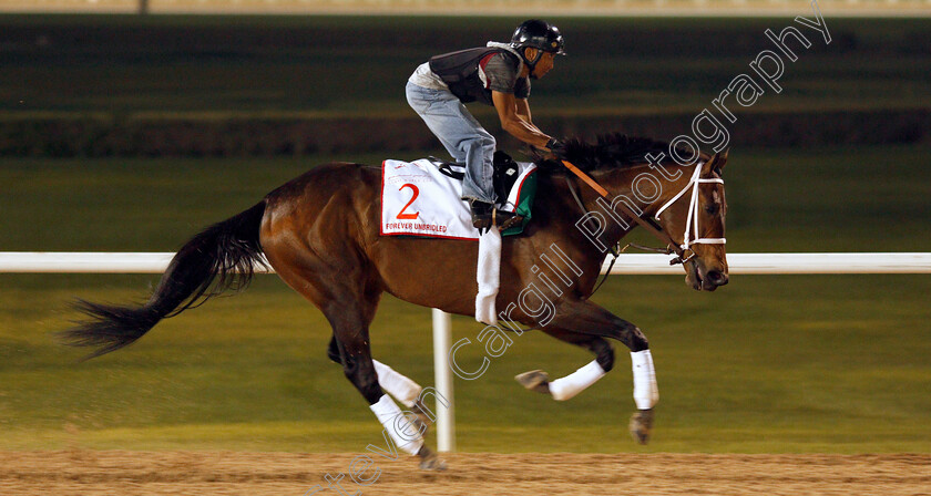 Forever-Unbridled-0002 
 FOREVER UNBRIDLED exercising in preparation for The Dubai World Cup Meydan 28 Mar 2018 - Pic Steven Cargill / Racingfotos.com