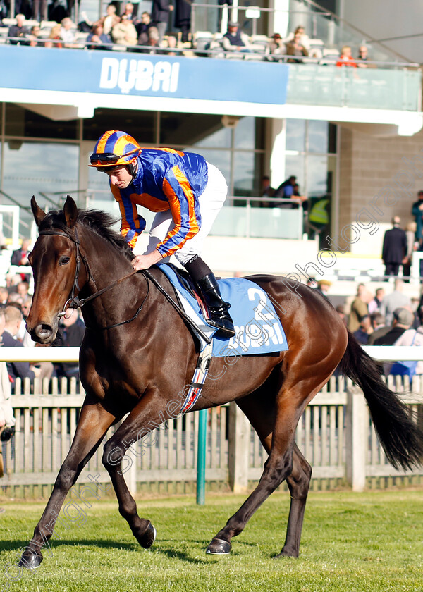 Ecstatic-0002 
 ECSTATIC (Ryan Moore)
Newmarket 11 Oct 2024 - Pic Steven Cargill / Racingfotos.com