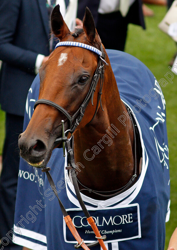 Winter-Power-0009 
 WINTER POWER after The Coolmore Nunthorpe Stakes
York 20 Aug 2021 - Pic Steven Cargill / Racingfotos.com