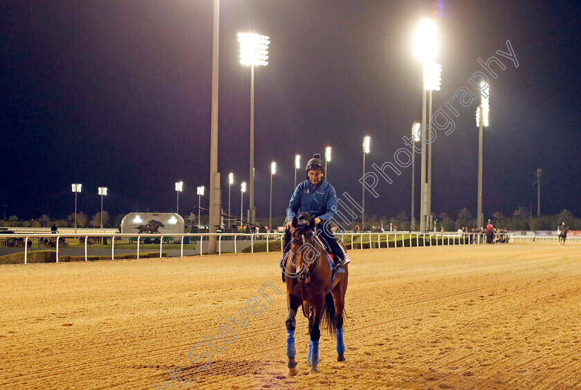 Country-Grammer-0009 
 COUNTRY GRAMMER training for the Dubai World Cup
Meydan, Dubai, 23 Mar 2023 - Pic Steven Cargill / Racingfotos.com