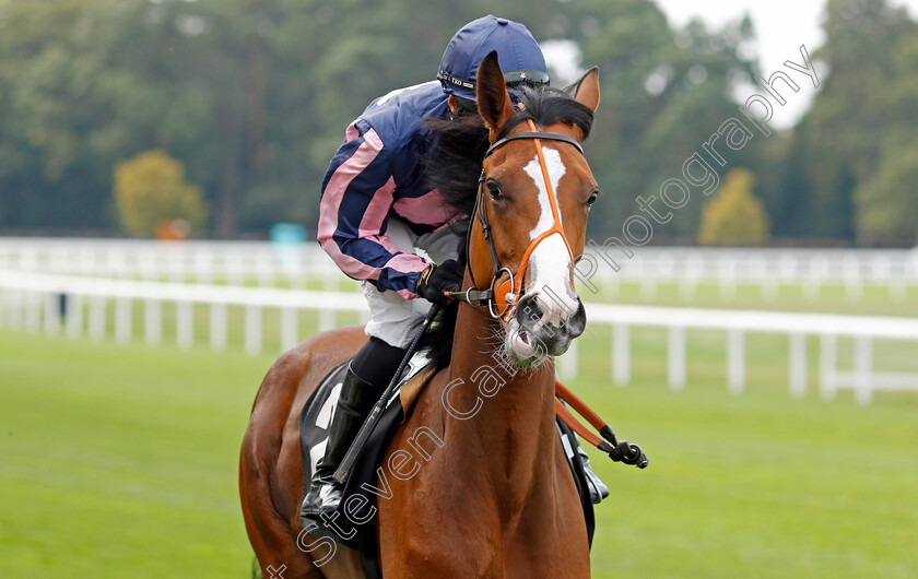 Cavriana-0002 
 CAVRIANA (Sean Levey)
Ascot 8 Sep 2023 - Pic Steven Cargill / Racingfotos.com