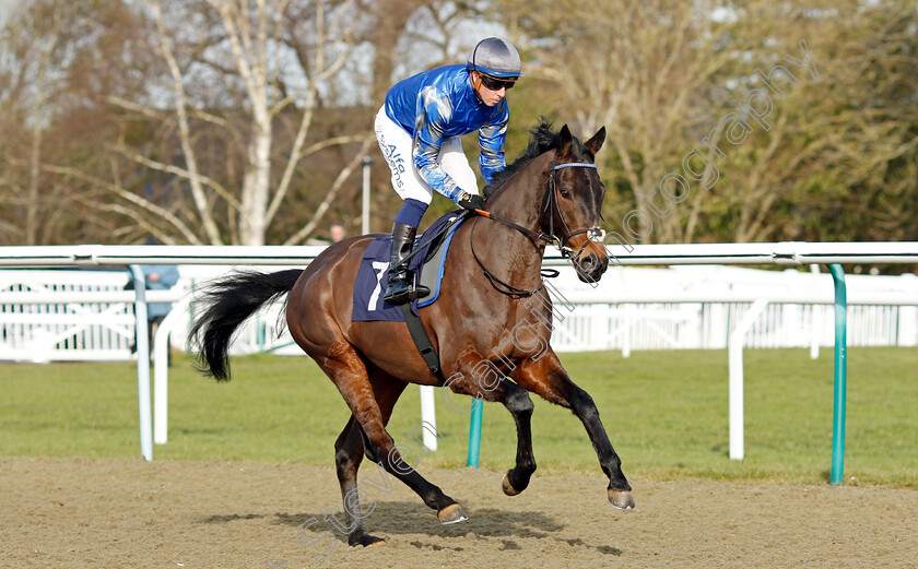 Obsidian-Knight-0002 
 OBSIDIAN KNIGHT (Jim Crowley) winner of The Betway Novice Stakes
Lingfield 5 Feb 2022 - Pic Steven Cargill / Racingfotos.com