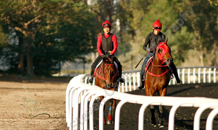 Romantic-Warrior-0012 
 ROMANTIC WARRIOR training at the Dubai Racing Carnival with sidekick Romantic Charm (right)
Meydan 2 Jan 2025 - Pic Steven Cargill / Racingfotos.com