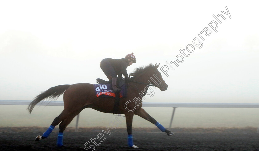 Nashwa-0001 
 NASHWA (Hollie Doyle) training for the Breeders' Cup Filly & Mare Turf
Keeneland USA 3 Nov 2022 - Pic Steven Cargill / Racingfotos.com