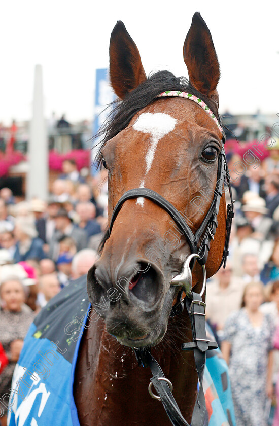 Enable-0018 
 ENABLE after The Darley Yorkshire Oaks
York 22 Aug 2019 - Pic Steven Cargill / Racingfotos.com