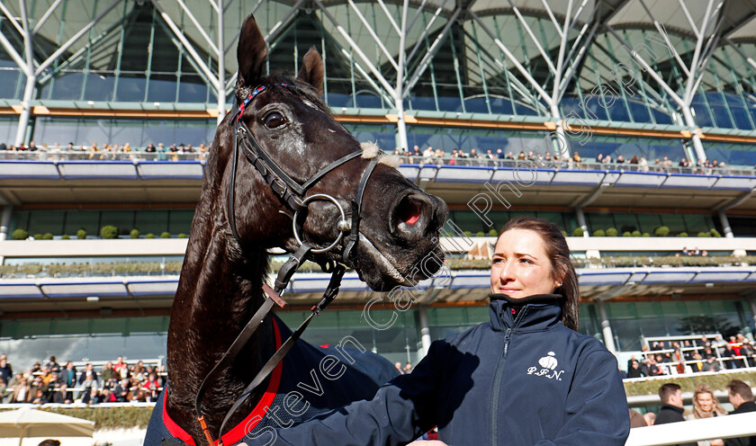 Black-Corton-0015 
 BLACK CORTON after winning The Sodexo Reynoldstown Novices Chase Ascot 17 Feb 2018 - Pic Steven Cargill / Racingfotos.com