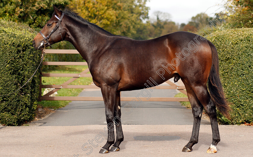 Bated-Breath-ex-Lifting-Me-Higher-0001 
 Bated Breath ex Lifting Me Higher yearling
Shadwell 24 Oct 2018 - Pic Steven Cargill