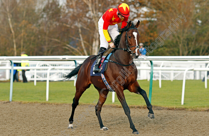 Middle-Kingdom-0002 
 MIDDLE KINGDOM (Robert Havlin) Lingfield 21 Nov 2017 - Pic Steven Cargill / Racingfotos.com