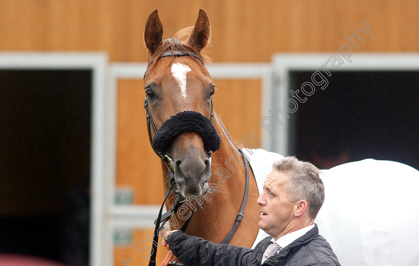 Narak-0007 
 NARAK 
Newbury 13 Jun 2019 - Pic Steven Cargill / Racingfotos.com