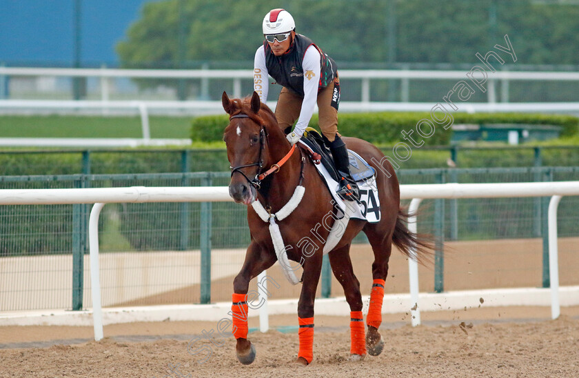 Clapton-0001 
 CLAPTON training at the Dubai Racing Carnival
Meydan 1 Feb 2024 - Pic Steven Cargill / Racingfotos.com