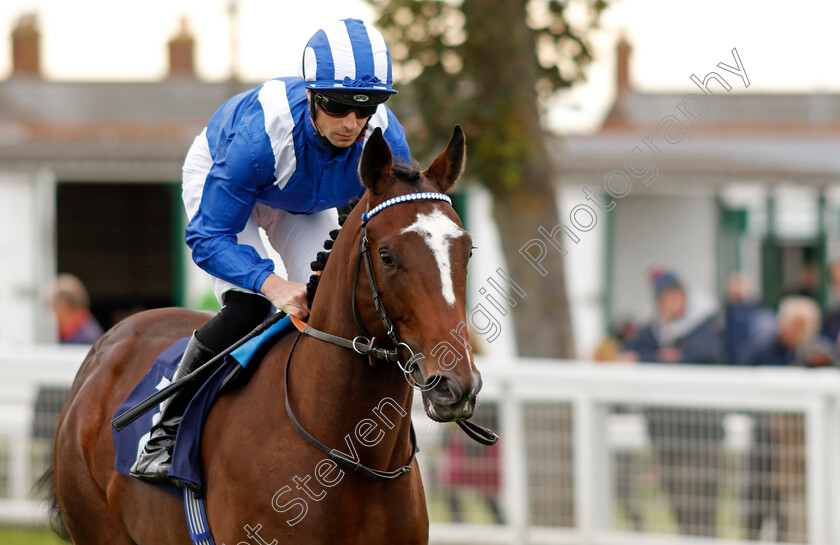 Mukaafah-0004 
 MUKAAFAH (Jack Mitchell)
Yarmouth 16 Oct 2023 - Pic Steven Cargill / Racingfotos.com