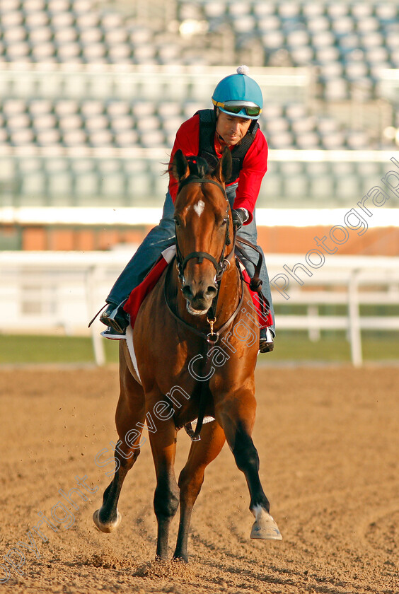 Holding-Gold-0001 
 HOLDING GOLD exercising in preparation for The Al Quoz Sprint Meydan 28 Mar 2018 - Pic Steven Cargill / Racingfotos.com