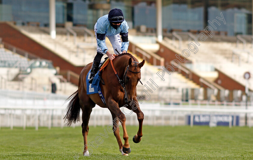 Hint-Of-Stars-0002 
 HINT OF STARS (Ryan Moore)
York 12 May 2021 - Pic Steven Cargill / Racingfotos.com