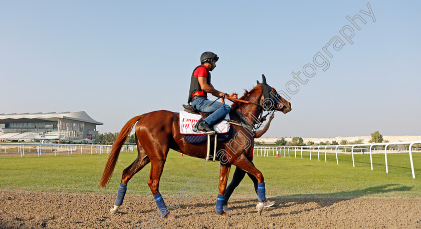 Emperor-Of-The-Sun-0005 
 EMPEROR OF THE SUN exercising in preparation for Friday's Bahrain International Trophy
Sakhir Racecourse, Bahrain 18 Nov 2021 - Pic Steven Cargill / Racingfotos.com