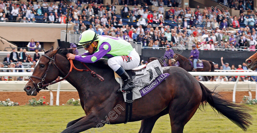 Rushing-Fall-0001 
 RUSHING FALL (Javier Castellano) wins The Breeders' Cup Juvenile Fillies Turf, Del Mar USA 3 Nov 2017 - Pic Steven Cargill / Racingfotos.com