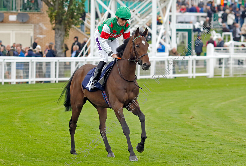 Tipsy-Tiger-0001 
 TIPSY TIGER (Kieran Shoemark)
Yarmouth 19 Sep 2023 - Pic Steven Cargill / Racingfotos.com