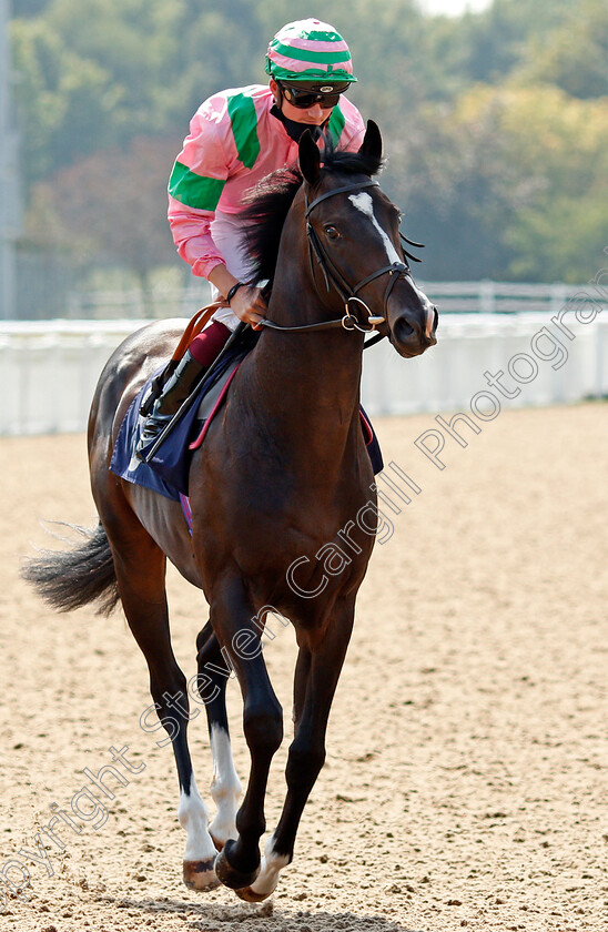 Eminent-Victory-0001 
 EMINENT VICTORY (Rob Hornby)
Wolverhampton 11 Aug 2020 - Pic Steven Cargill / Racingfotos.com