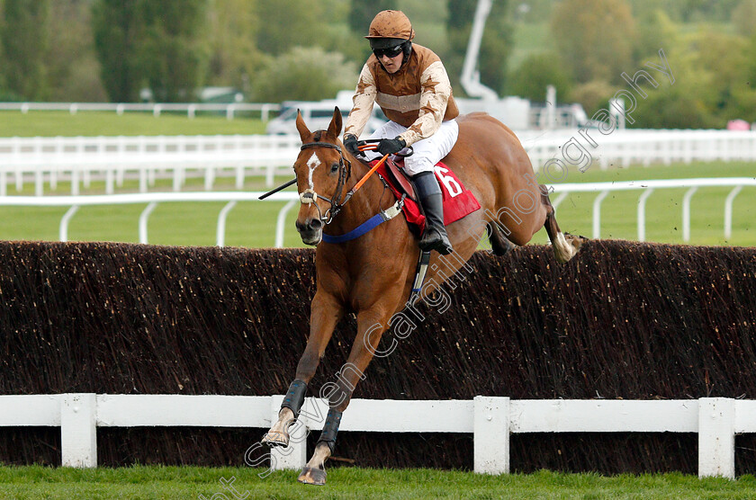 Doctor s-Differ-0001 
 DOCTOR'S DIFFER (George Hiscock)
Cheltenham 3 May 2019 - Pic Steven Cargill / Racingfotos.com