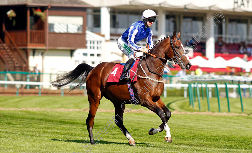 King-Me-0001 
 KING ME (Jason Hart)
Haydock 1 Sep 2022 - Pic Steven Cargill / Racingfotos.com