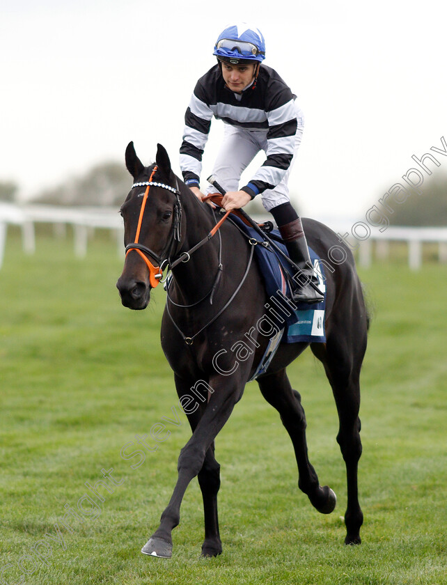 Trouble-And-Strife-0001 
 TROUBLE AND STRIFE (Ryan Tate)
Bath 17 Oct 2018 - Pic Steven Cargill / Racingfotos.com