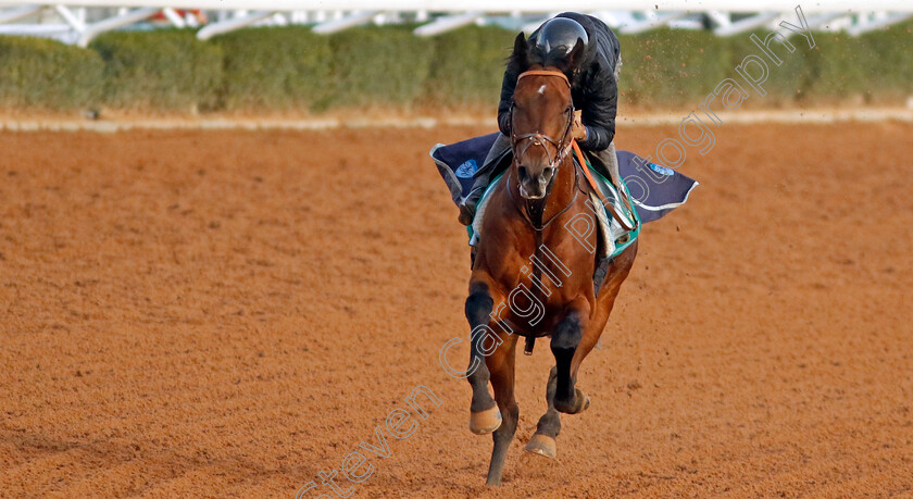 Cafe-Pharoah-0003 
 CAFE PHAROAH training for The Saudi Cup
King Abdulaziz Racecourse, Kingdom of Saudi Arabia, 22 Feb 2023 - Pic Steven Cargill / Racingfotos.com