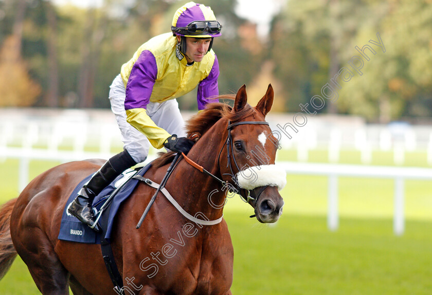 Brando-0001 
 BRANDO (Tom Eaves)
Ascot 19 Oct 2019 - Pic Steven Cargill / Racingfotos.com