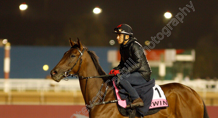 Irwin-0002 
 IRWIN training for The UAE Derby
Meydan, Dubai, 24 Mar 2022 - Pic Steven Cargill / Racingfotos.com