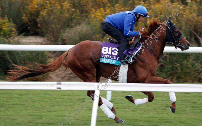 Masar-0002 
 MASAR training for The Breeders' Cup Juvenile Turf at Del Mar USA 31 Oct 2017 - Pic Steven Cargill / Racingfotos.com