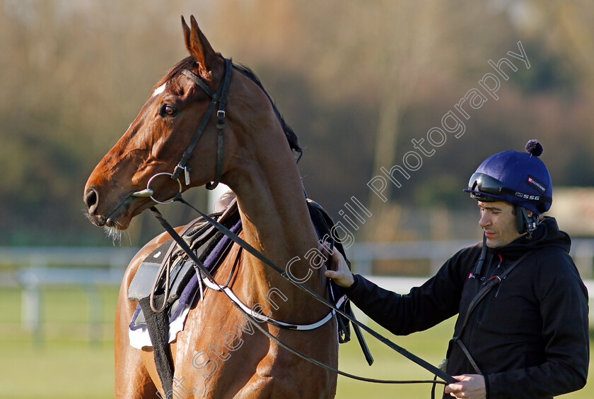 Put-The-Kettle-On-0004 
 PUT THE KETTLE ON (Aidan Coleman) after exercise on the eve of the Cheltenham Festival
Cheltenham 14 Mar 2022 - Pic Steven Cargill / Racingfotos.com