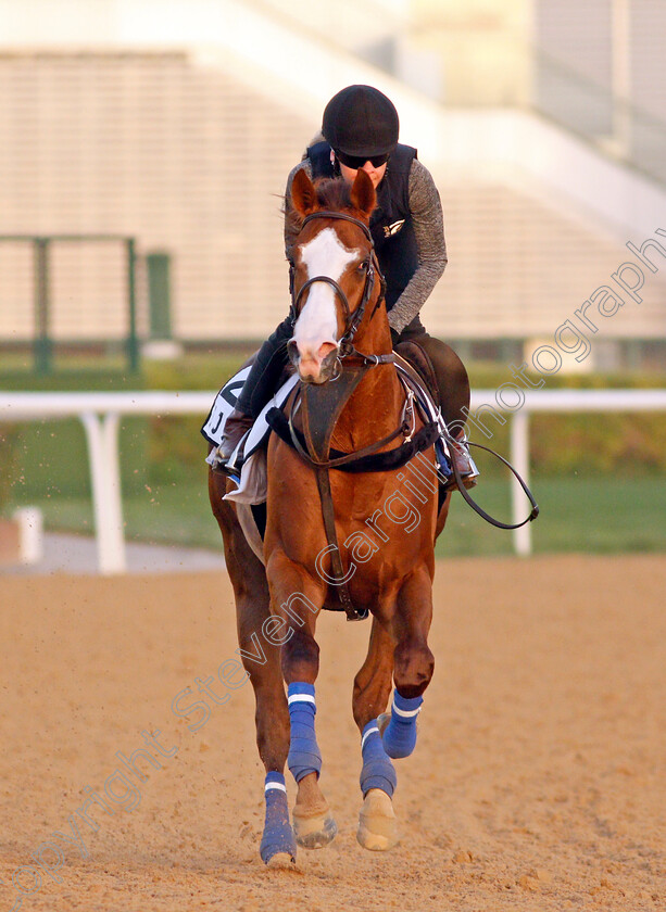 J-J-Jumbo-0005 
 J J JUMBO exercising for trainer Darren Bunyan 
Meydan, Dubai, 3 Feb 2022 - Pic Steven Cargill / Racingfotos.com