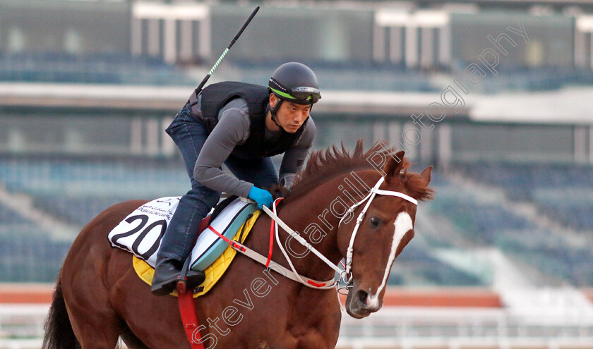 Simjangui-Godong-0002 
 SIMJANGUI GODONG training at the Dubai Racing Carnival for Korea
Meydan 4 Jan 2024 - Pic Steven Cargill / Racingfotos.com