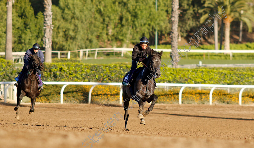 King-Of-Steel-0001 
 KING OF STEEL training for The Breeders' Cup Turf 
Santa Anita USA, 31 October 2023 - Pic Steven Cargill / Racingfotos.com