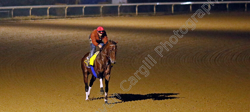 Flightline-0002 
 FLIGHTLINE training for the Breeders' Cup Classic
Keeneland USA 3 Nov 2022 - Pic Steven Cargill / Racingfotos.com