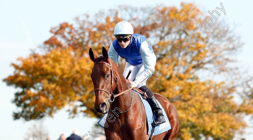 Persian-King-0002 
 PERSIAN KING (Pierre-Charles Boudot) before The Masar Godolphin Autumn Stakes
Newmarket 13 Oct 2018 - Pic Steven Cargill / Racingfotos.com