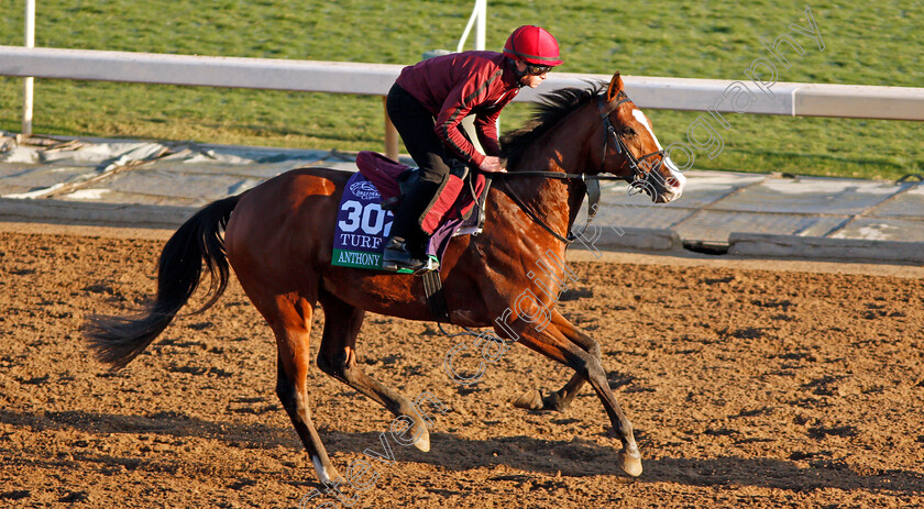 Anthony-Van-Dyck-0003 
 ANTHONY VAN DYCK training for The Breeders' Cup Turf
Santa Anita USA 31 Oct 2019 - Pic Steven Cargill / Racingfotos.com