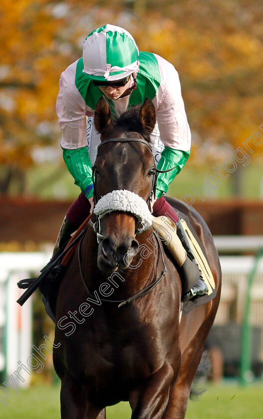 Sceptic-0001 
 SCEPTIC (Rob Hornby)
Newmarket 28 Oct 2022 - Pic Steven Cargill / Racingfotos.com