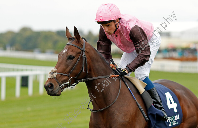 Cadmus-0005 
 CADMUS (William Buick) winner of The Peroni Nastro Azzurro Novice Stakes
Ascot 30 Sep 2022 - Pic Steven Cargill / Racingfotos.com