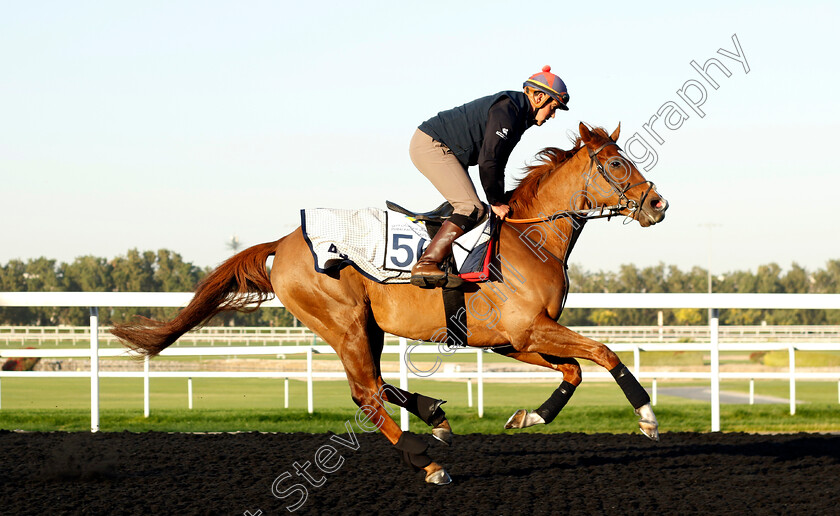 Assail-0001 
 ASSAIL training at the Dubai Racing Carnival
Meydan 22 Jan 2025 - Pic Steven Cargill / Racingfotos.com